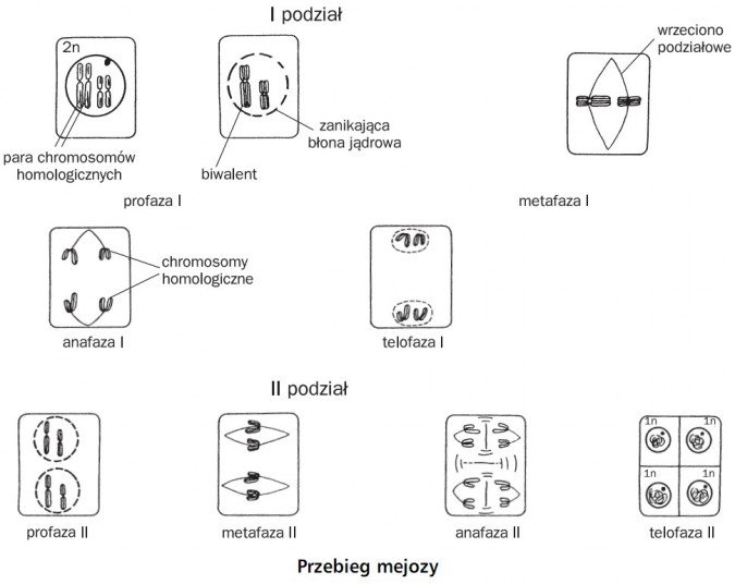 Kompletny Zestaw Chromosomów Charakterystyczny Dla Danego Gatunku Przebieg mejozy. I podział, II podział. Para chromosomów homologicznych